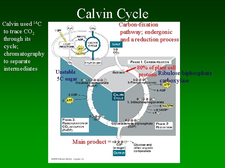 Calvin used 14 C to trace CO 2 through its cycle; chromatography to separate