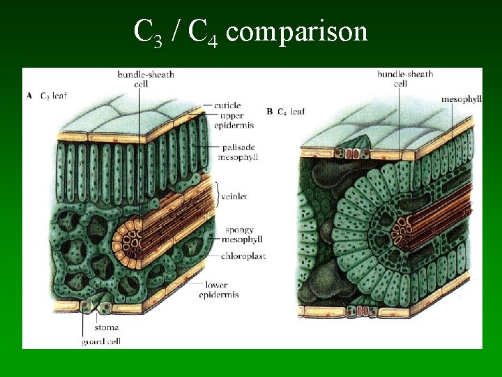 C 3 / C 4 comparison 