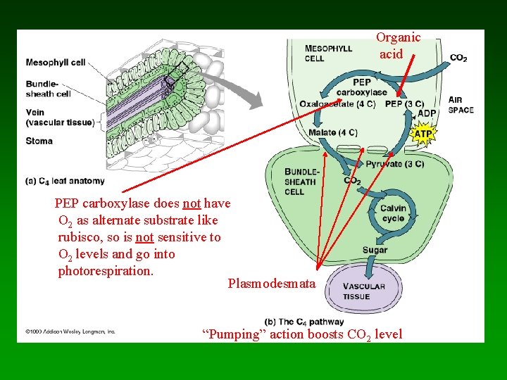Organic acid PEP carboxylase does not have O 2 as alternate substrate like rubisco,