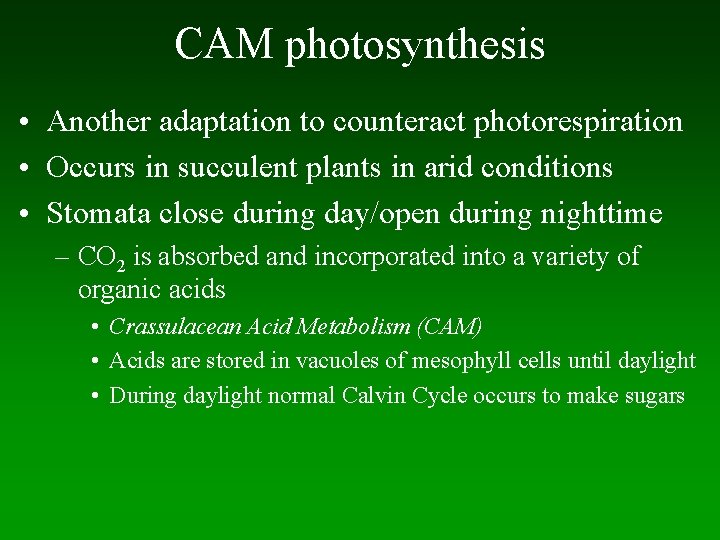 CAM photosynthesis • Another adaptation to counteract photorespiration • Occurs in succulent plants in