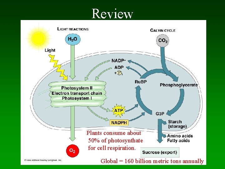 Review Plants consume about 50% of photosynthate for cell respiration. Global = 160 billion