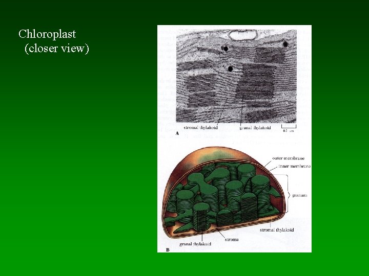 Chloroplast (closer view) 