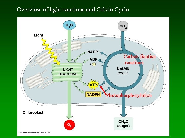 Overview of light reactions and Calvin Cycle Carbon fixation reactions Photophosphorylation 
