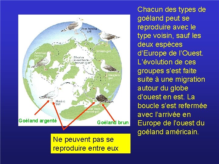 Goéland argenté Goéland brun Ne peuvent pas se reproduire entre eux Chacun des types