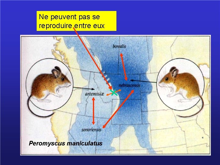 Ne peuvent pas se reproduire entre eux Peromyscus maniculatus 