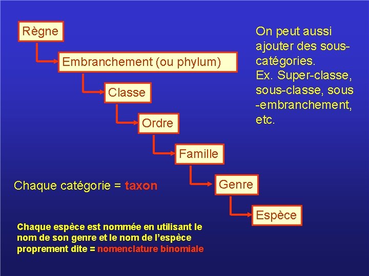 Règne Embranchement (ou phylum) Classe Ordre On peut aussi ajouter des souscatégories. Ex. Super-classe,