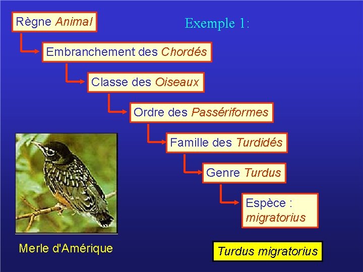 Règne Animal Exemple 1: Embranchement des Chordés Classe des Oiseaux Ordre des Passériformes Famille