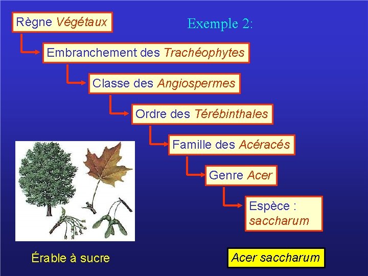 Règne Végétaux Exemple 2: Embranchement des Trachéophytes Classe des Angiospermes Ordre des Térébinthales Famille Règne Végétaux Exemple 2: Embranchement des Trachéophytes Classe des Angiospermes Ordre des Térébinthales Famille