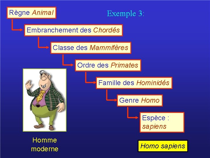 Règne Animal Exemple 3: Embranchement des Chordés Classe des Mammifères Ordre des Primates Famille