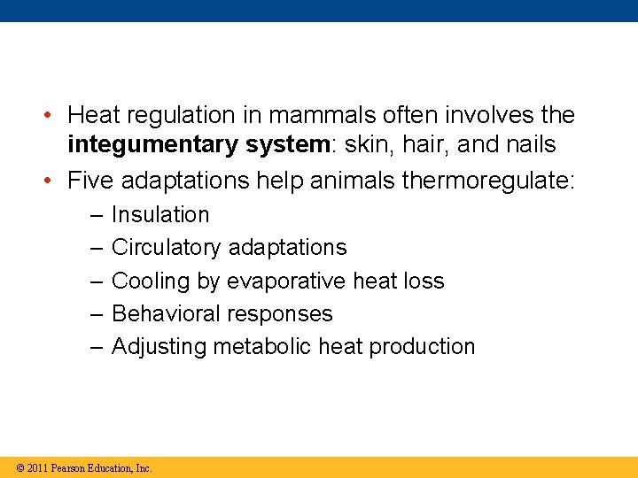  • Heat regulation in mammals often involves the integumentary system: skin, hair, and