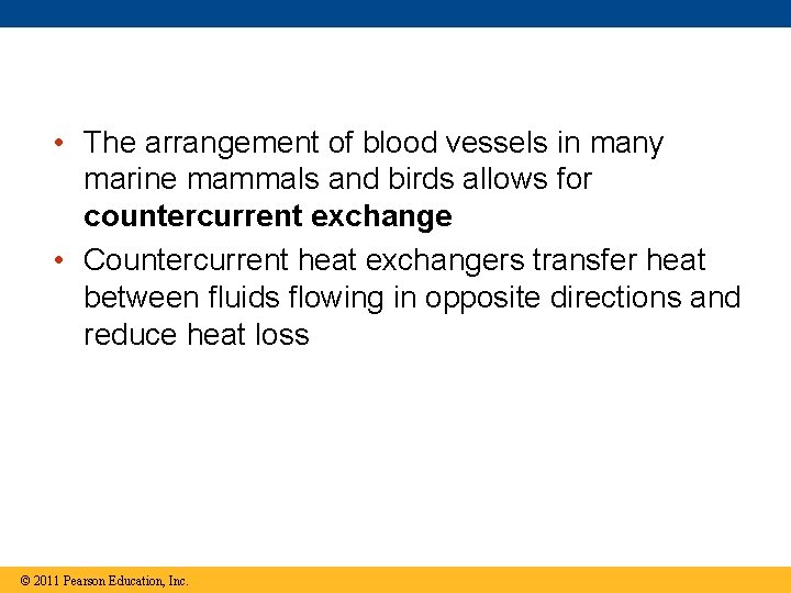  • The arrangement of blood vessels in many marine mammals and birds allows