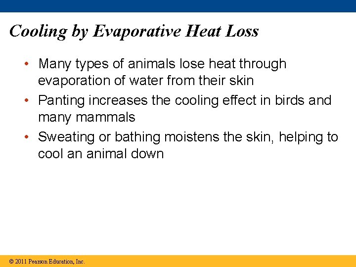 Cooling by Evaporative Heat Loss • Many types of animals lose heat through evaporation