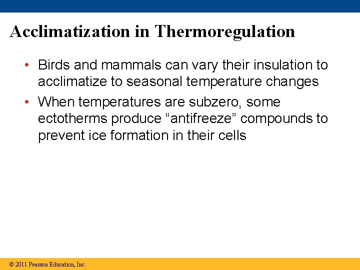 Acclimatization in Thermoregulation • Birds and mammals can vary their insulation to acclimatize to