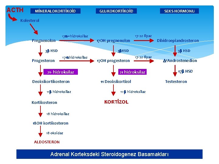 ACTH MİNERALOKORTİKOİD GLUKOKORTİKOİD SEKS HORMONU Kolesterol Pregnenolon 17 a-hidroksilaz 3 b HSD Progesteron 17