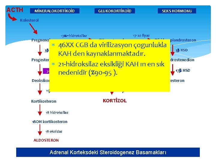 ACTH MİNERALOKORTİKOİD GLUKOKORTİKOİD SEKS HORMONU Kolesterol Pregnenolon 17 a-hidroksilaz 17 OH pregnenolon 17 -20