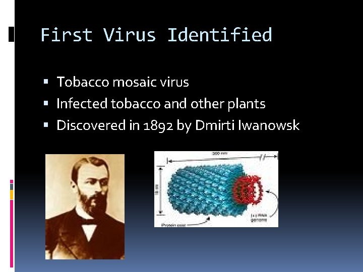 First Virus Identified Tobacco mosaic virus Infected tobacco and other plants Discovered in 1892