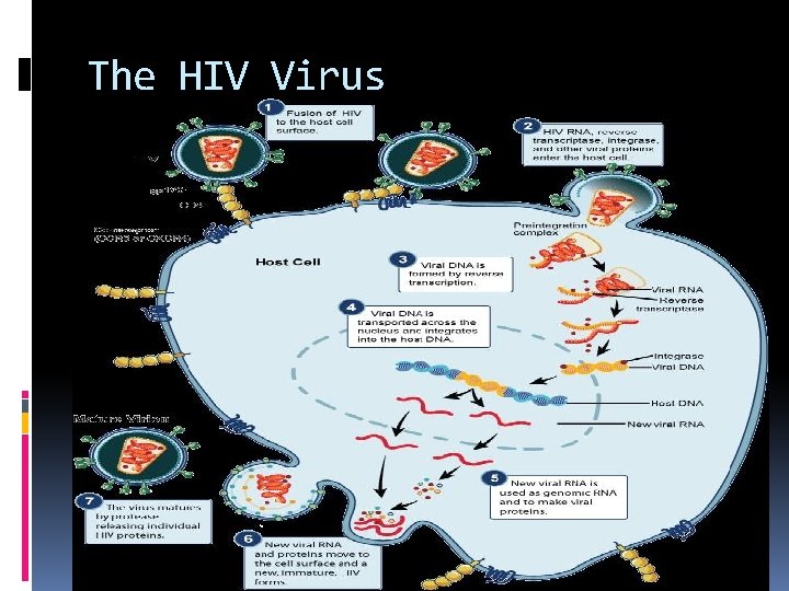 The HIV Virus 