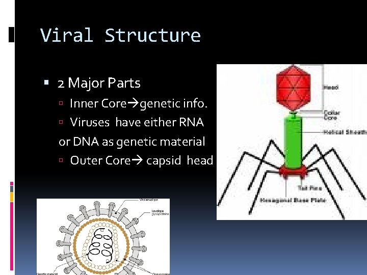 Viral Structure 2 Major Parts Inner Core genetic info. Viruses have either RNA or