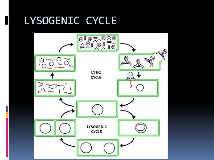 LYSOGENIC CYCLE 