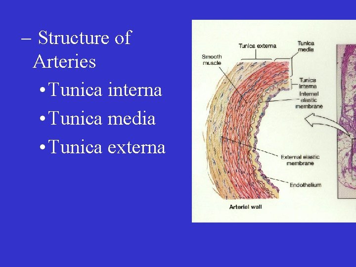 – Structure of Arteries • Tunica interna • Tunica media • Tunica externa 