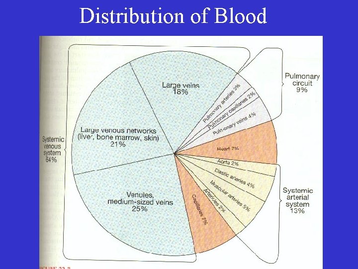 Distribution of Blood 