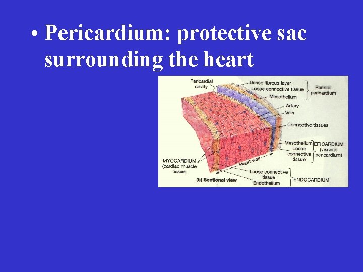  • Pericardium: protective sac surrounding the heart 