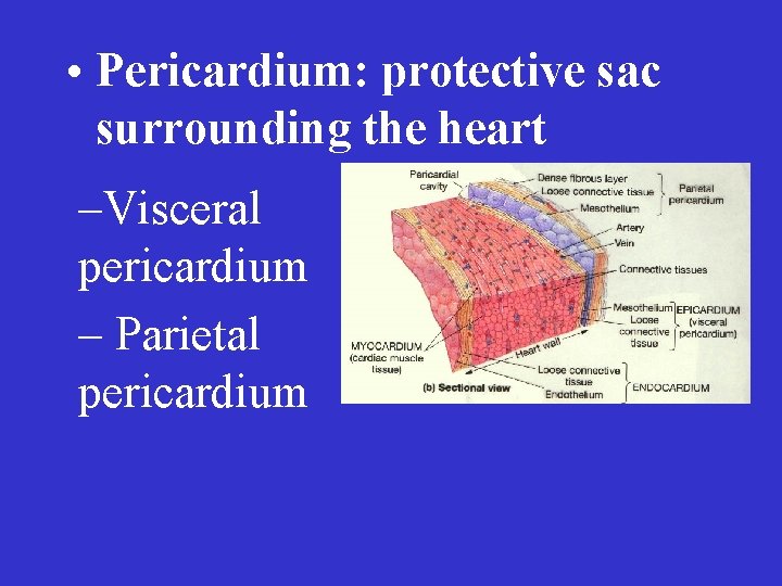  • Pericardium: protective sac surrounding the heart –Visceral pericardium – Parietal pericardium 