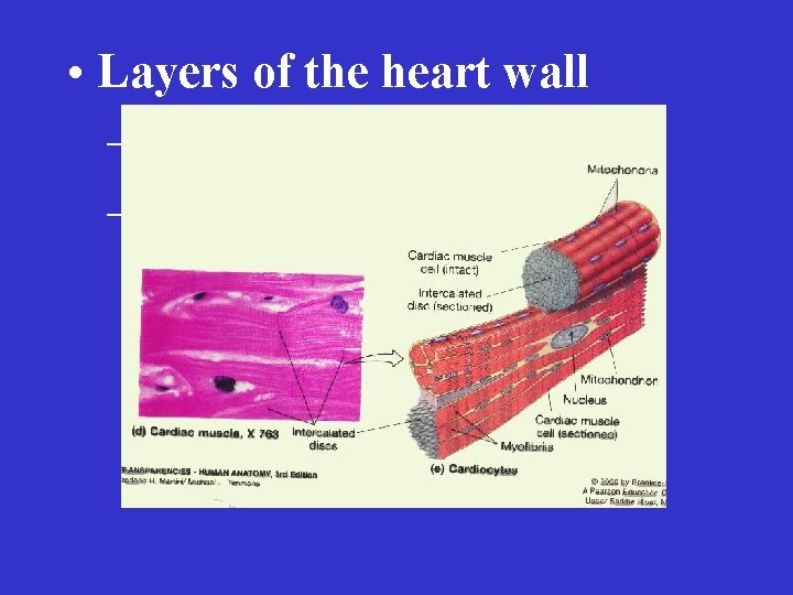  • Layers of the heart wall – endocardium – myocardium 