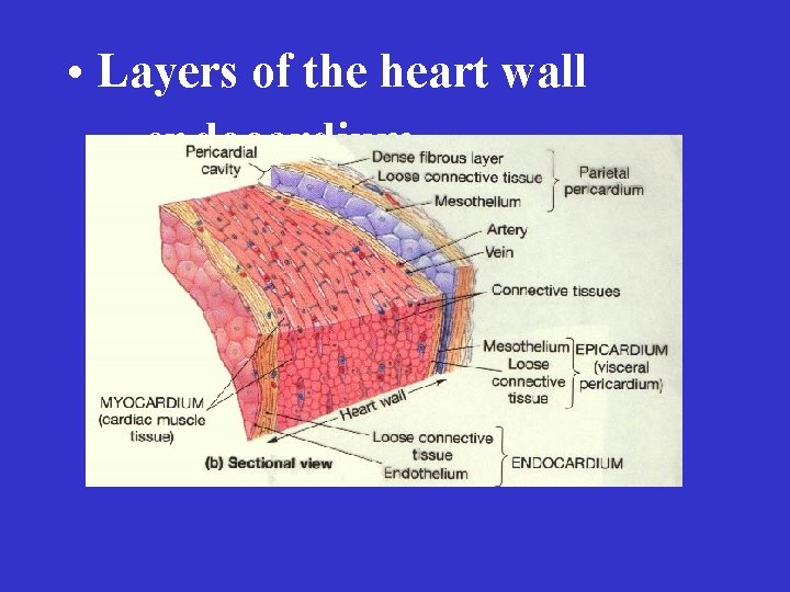  • Layers of the heart wall – endocardium – myocardium 