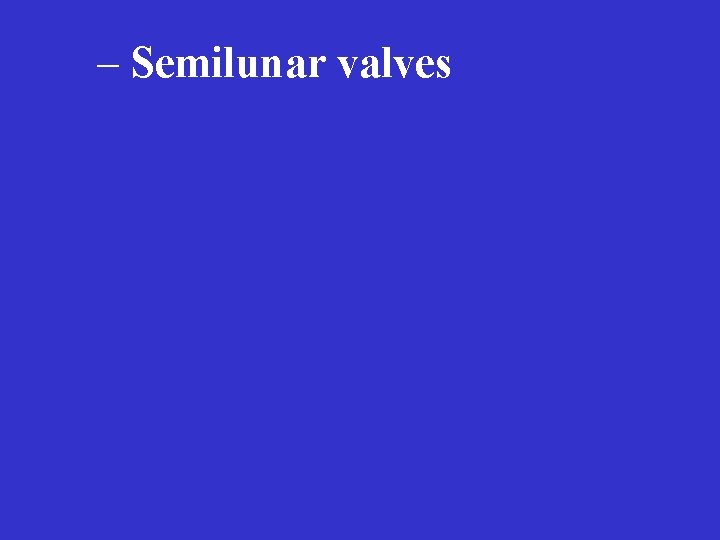 – Semilunar valves 