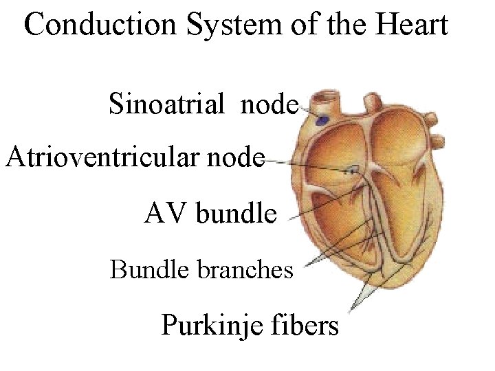 Conduction System of the Heart Sinoatrial node Atrioventricular node AV bundle Bundle branches Purkinje