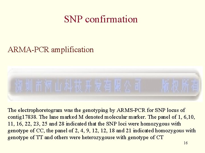 SNP confirmation ARMA-PCR amplification The electrophoretogram was the genotyping by ARMS-PCR for SNP locus