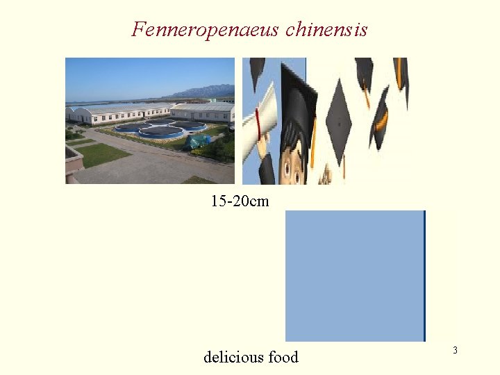 Fenneropenaeus chinensis 15 -20 cm delicious food 3 