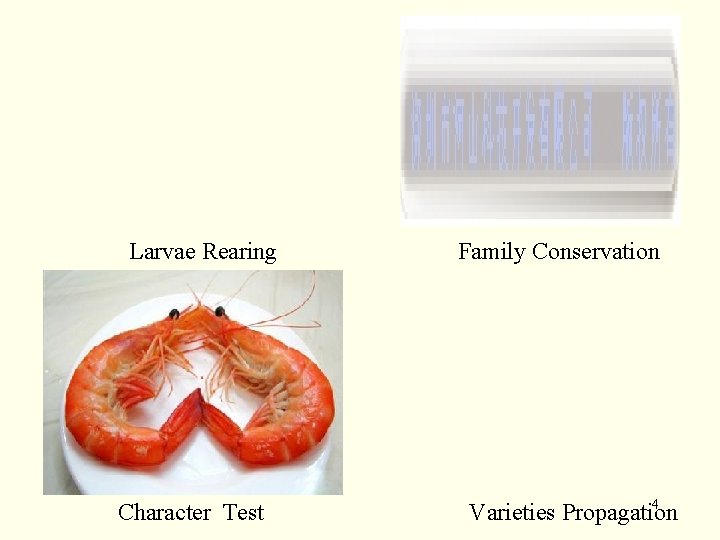 Larvae Rearing Character Test Family Conservation 4 Varieties Propagation 