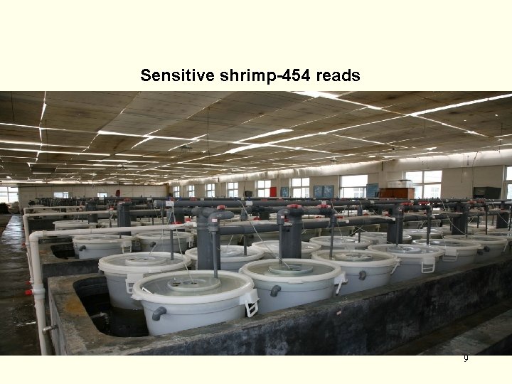 Sensitive shrimp-454 reads 9 