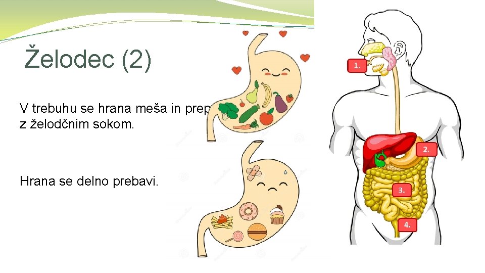 Želodec (2) V trebuhu se hrana meša in prepoji z želodčnim sokom. Hrana se