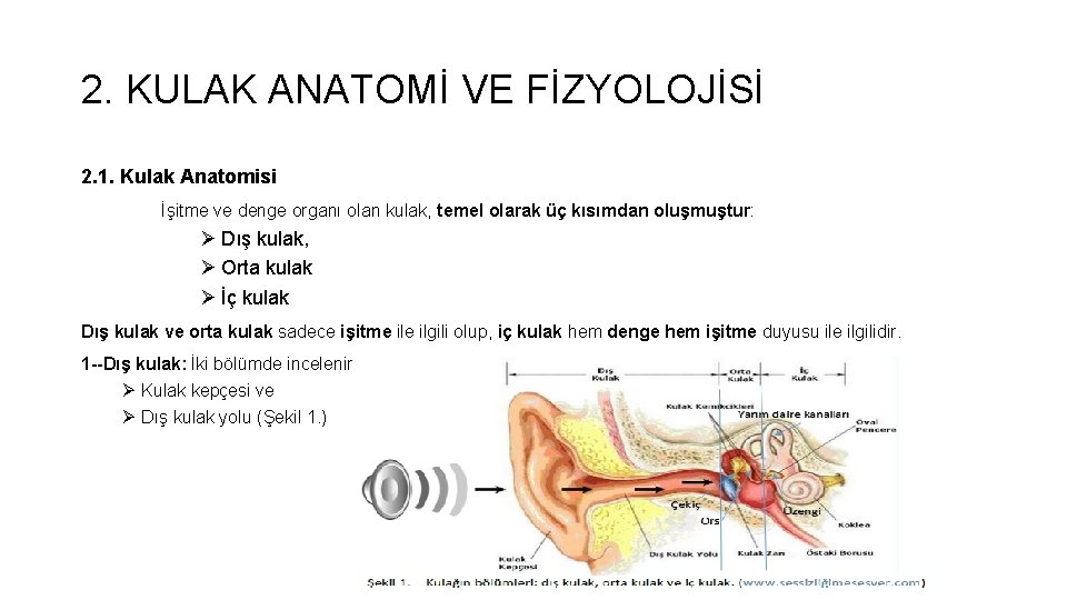 2. KULAK ANATOMİ VE FİZYOLOJİSİ 2. 1. Kulak Anatomisi İşitme ve denge organı olan