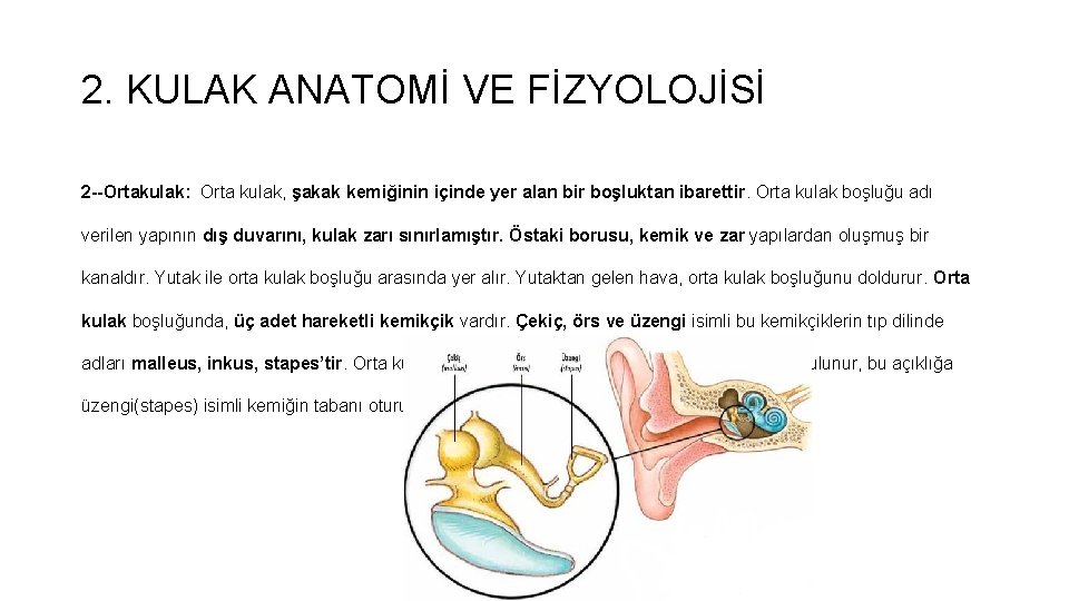 2. KULAK ANATOMİ VE FİZYOLOJİSİ 2 Ortakulak: Orta kulak, şakak kemiğinin içinde yer alan