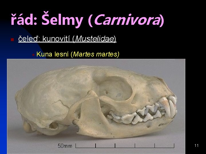 řád: Šelmy (Carnivora) n čeleď: kunovití (Mustelidae) « Kuna lesní (Martes martes) 11 