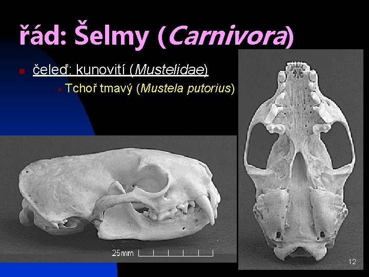 řád: Šelmy (Carnivora) n čeleď: kunovití (Mustelidae) « Tchoř tmavý (Mustela putorius) 12 