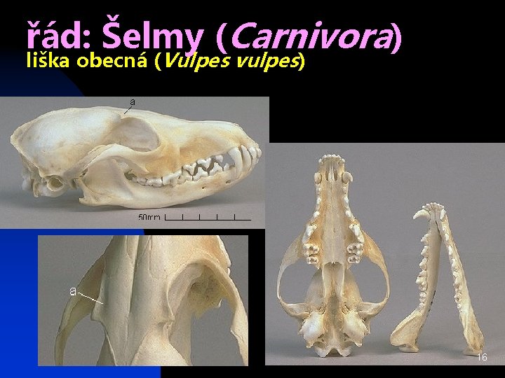 řád: Šelmy (Carnivora) liška obecná (Vulpes vulpes) 16 