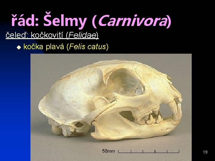 řád: Šelmy (Carnivora) čeleď: kočkovití (Felidae) u kočka plavá (Felis catus) 19 