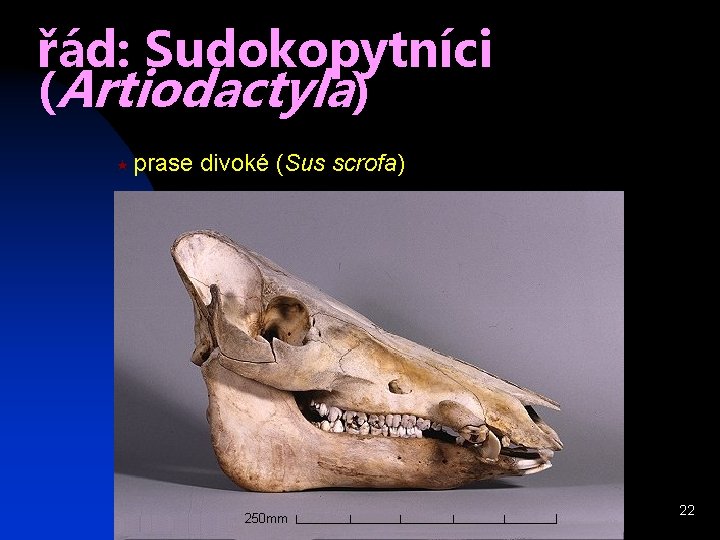 řád: Sudokopytníci (Artiodactyla) « prase divoké (Sus scrofa) 22 