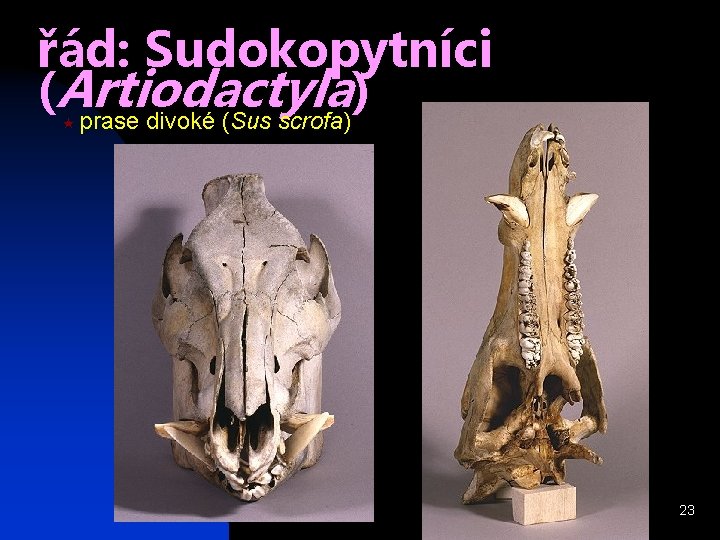 řád: Sudokopytníci (Artiodactyla ) prase divoké (Sus scrofa) « 23 