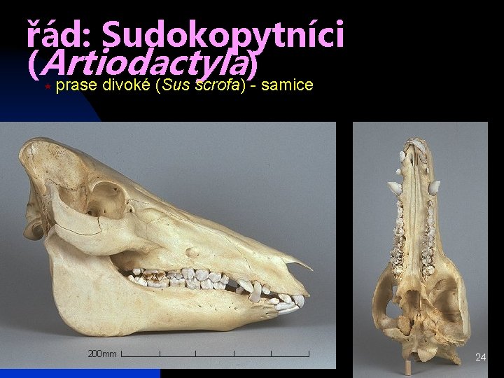 řád: Sudokopytníci (Artiodactyla ) prase divoké (Sus scrofa) - samice « 24 