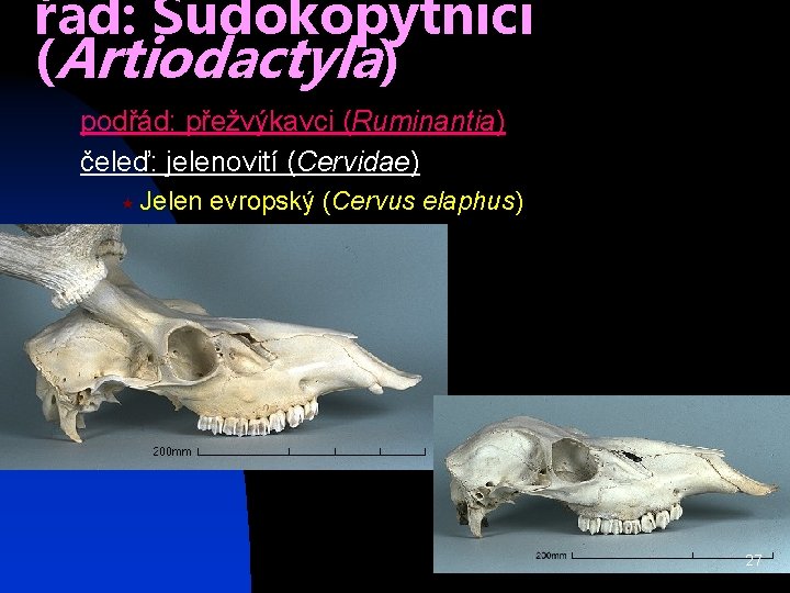 řád: Sudokopytníci (Artiodactyla) podřád: přežvýkavci (Ruminantia) čeleď: jelenovití (Cervidae) « Jelen evropský (Cervus elaphus)