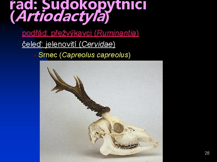 řád: Sudokopytníci (Artiodactyla) podřád: přežvýkavci (Ruminantia) čeleď: jelenovití (Cervidae) « Srnec (Capreolus capreolus) 28