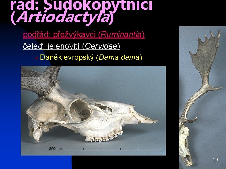 řád: Sudokopytníci (Artiodactyla) podřád: přežvýkavci (Ruminantia) čeleď: jelenovití (Cervidae) « Daněk evropský (Dama dama)