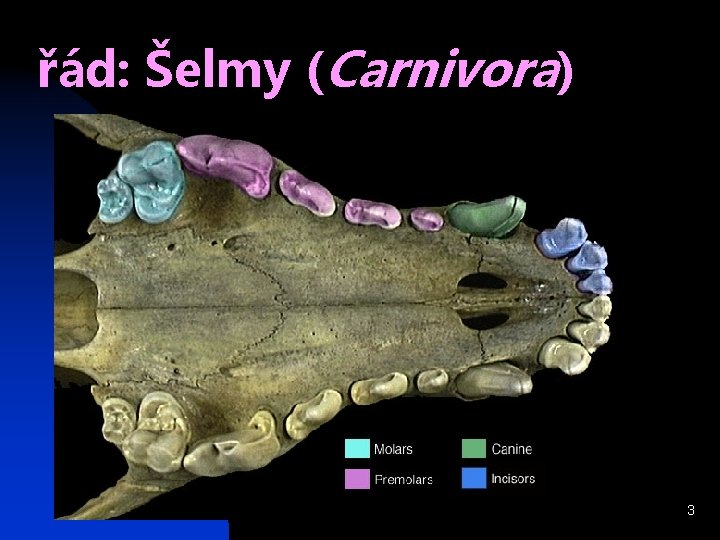 řád: Šelmy (Carnivora) 3 