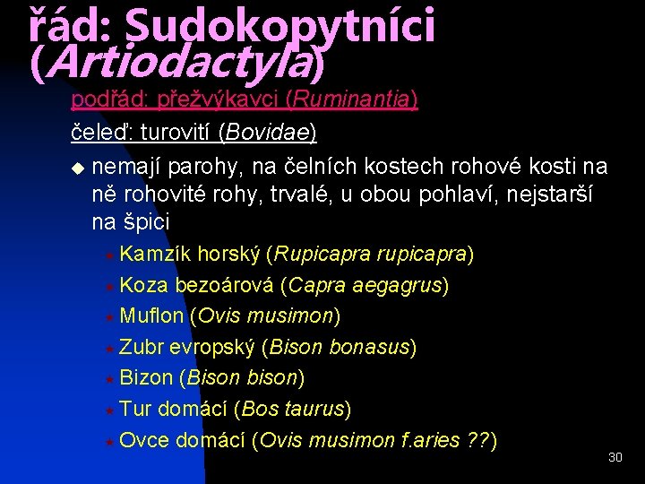 řád: Sudokopytníci (Artiodactyla) podřád: přežvýkavci (Ruminantia) čeleď: turovití (Bovidae) u nemají parohy, na čelních